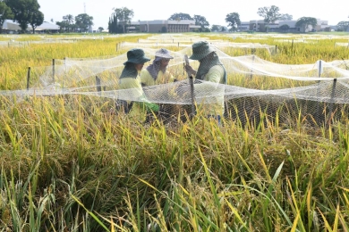 AI and global food security: A focus on crop breeding