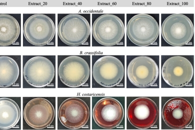 (Poly)phenol-rich extracts from six tropical fruits: antifungal and antimycotoxin activity against <span style="font-style:italic;">Fusarium verticillioides</span>