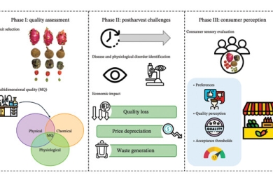 Integrated multidimensional evaluation of postharvest quality and physiopathologies in seasonal tropical fruits: Linking physicochemical, sensorial, and economic loss parameters