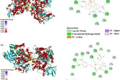 Comparative analysis of pomological and phytochemical characteristics in white- and red-fleshed pitaya (<span style="font-style:italic;">Hylocereus</span> spp.), with molecular docking insights into key bioactive compounds