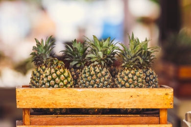 Researchers overcome pineapple fungal issue
