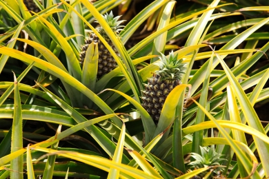 Honey pineapples transform lives in Dak Lak's Yang Mao Commune