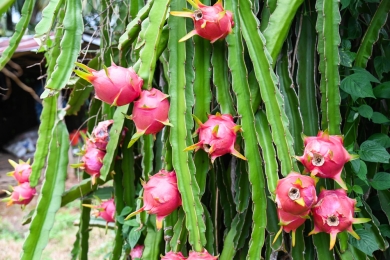 Why over 14500 hectares across India are now being used for dragon fruit farming