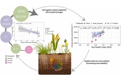 Cover crops enhance soil health, crop yield and resilience of tropical agroecosystem