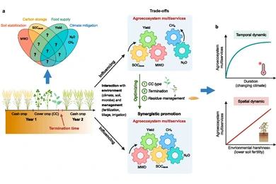 Optimizing cover crop practices as a sustainable solution for global agroecosystem services