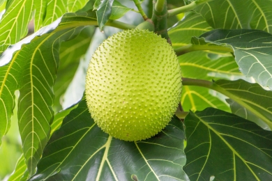 Purification, biochemical properties and inhibition of PPO from breadfruit (<span style="font-style:italic;">Artocarpus altilis</span>) by natural fruit juices