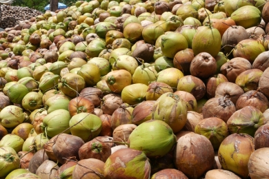 Thailand steps up support for coconut farmers amid domestic oversupply