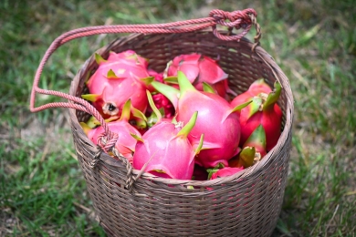 Davanagere farmers seek govt intervention as dragon fruit prices nosedive