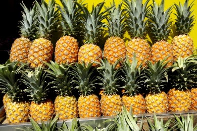 Australian pineapple industry showcases the future of farming