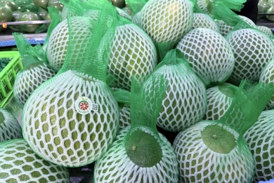 Vinh Long scales up green-skinned pomelo farming for export