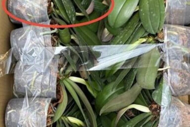 Taiwan’s first-ever floral carbon audit: Carbon footprint of Phalaenopsis orchid seedlings revealed
