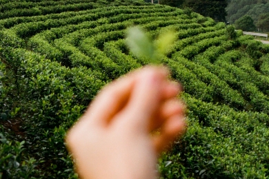 Taiwan Tea Research and Extension Station successfully guides first batch of carbon-labeled products