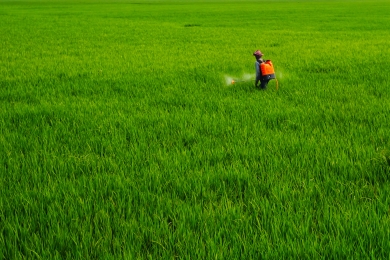 FAO urges open trade on all agricultural inputs and efficient fertilizer use amid global food production risks