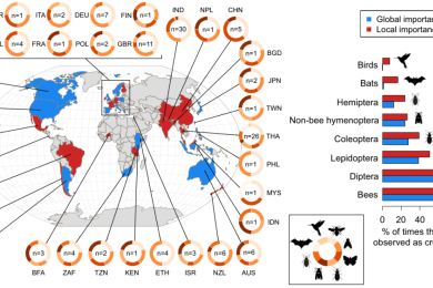 Bee and non-bee pollinator importance for local food security