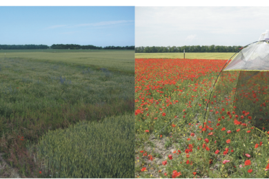 Improving ecosystem services in farmlands: beginning of a long-term ecological study with restored flower-rich grasslands