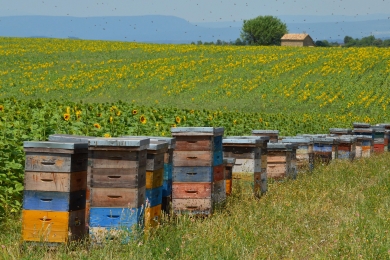 Ecological intensification to mitigate impacts of conventional intensive land use on pollinators and pollination