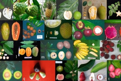 Indonesian tropical fruit gene bank