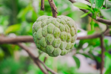Taitung farmers warned of oriental fruit fly surge