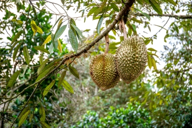 Vietnam’s durian boom brings opportunity and oversupply fears