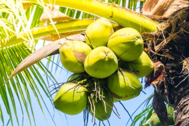 Govt plans permanent measures to support Konaseema coconut farmers