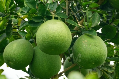 In Malaysia’s durian country, pomelos are quietly taking root