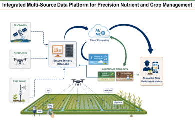 Digital agriculture could transform nitrogen management in India’s rice  systems