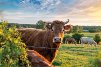 FAO members approve Global Plan of Action for Sustainable  Livestock Transformation