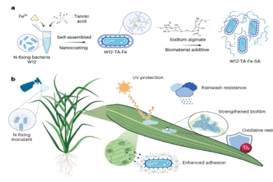 Stable foliar colonization of nanocoated nitrogen-fixing bacteria enhances crop nitrogen supply