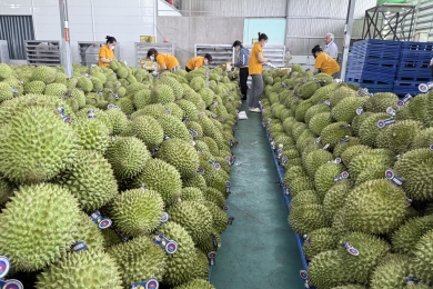 Fresh durian exports to China see 40-fold growth spike