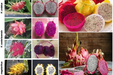 Dragon fruit (<span style="font-style:italic;">Hylocereus </span>spp.) domestication in the Global South: Cultivation trends, consumer preferences, and value chain opportunities – a review