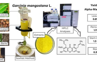 Occurrence analysis of alpha-mangostin from different organs of<span style="font-style:italic;">Garcinia mangostana</span><span style="font-style:italic;">Garcinia mangostana</span> L.