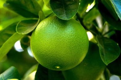 Pomelo harvest affected by water shortages, typhoons