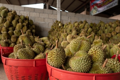 Thai durian growers adopt Chinese smart systems to meet rising demand