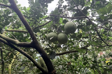 Vietnamese pomelo fruit imports suspended following biosecurity concerns