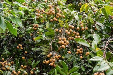 Novel longan-lychee hybrid bears fruit