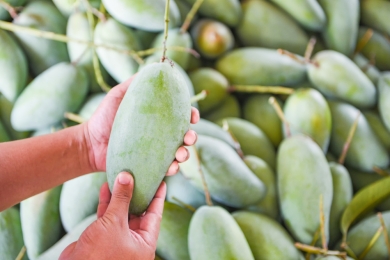 ICAR-IIHR’s hot water technology to boost the export of south Indian mangoes