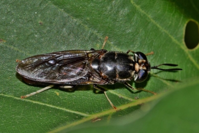 Black soldier fly organic fertilizer: An integrated approach to soil health, low-carbon agriculture, and pest management