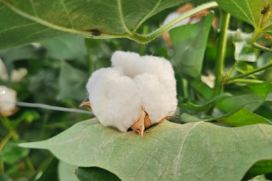 When an old fix needs an upgrade: inside CSIRO's search for cotton's next resistance gene