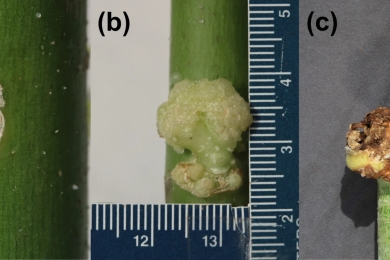 Effect of <span style="font-style:italic;">Agrobacterium tumefaciens</span> on papaya whitefly <span style="font-style:italic;">Trialeurodes variabilis</span> populations infesting papaya <span style="font-style:italic;">Carica papaya</span>