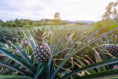 Pineapple growers concerned over imports from India and Indonesia